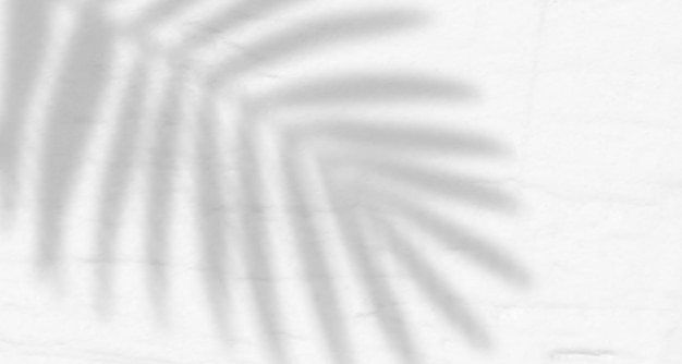 Blendung von Sonnenstrahlen an der Wand verschwommene Schatten von Blättern und Pflanzen im Raum
