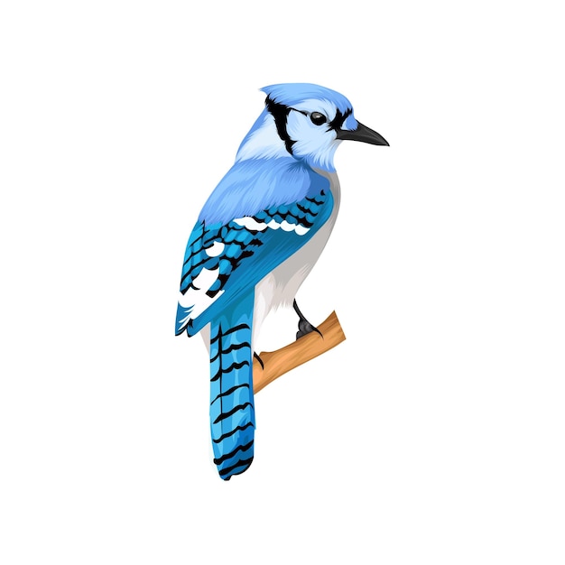 Blue Jay-Vogelvektor