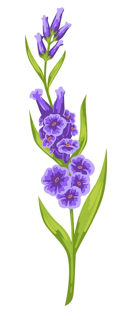 Blühende dekorative Blumen mit lila zarten Blütenblättern und grünem Stiel mit Blättern. Isolierte lila Botanik, weibliches Geschenk oder Geschenk für den Urlaub. Elegante Pflanze, Lavendelornament. Vektor im flachen Stil