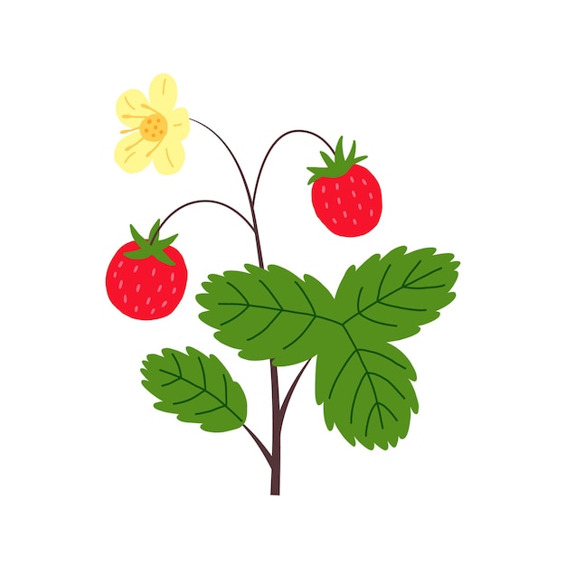 Blühende erdbeeren handgezeichnet
