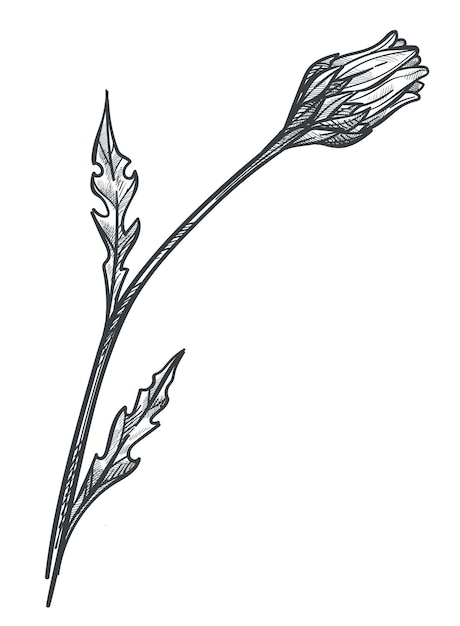 Vektor blühende kamillenblüte mit stiel und blättern isolierte blüte der flora fragile botanik wildblumenornament isolierter löwenzahn oder margerite monochromer skizzenumriss vektor im flachen stil