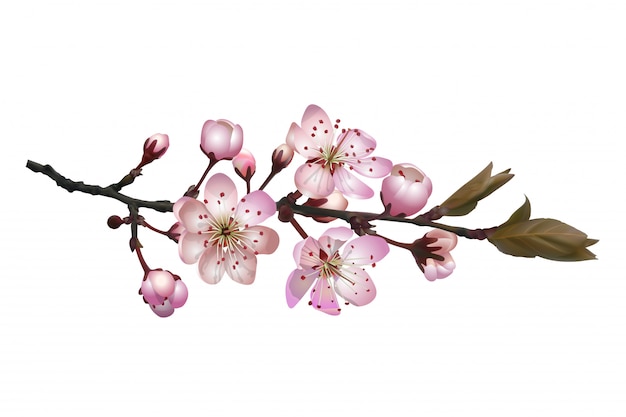Vektor blühende kirschblüte-kirschniederlassung mit rosa blumen