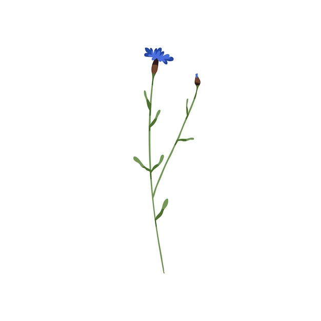 Vektor blühende kornblume. flockenblume-blume. blaue flasche am stiel. botanische zeichnung einer feldblumenpflanze. blütenstand von centaurea pullata. flache vektordarstellung einer wildblume isoliert auf weißem hintergrund
