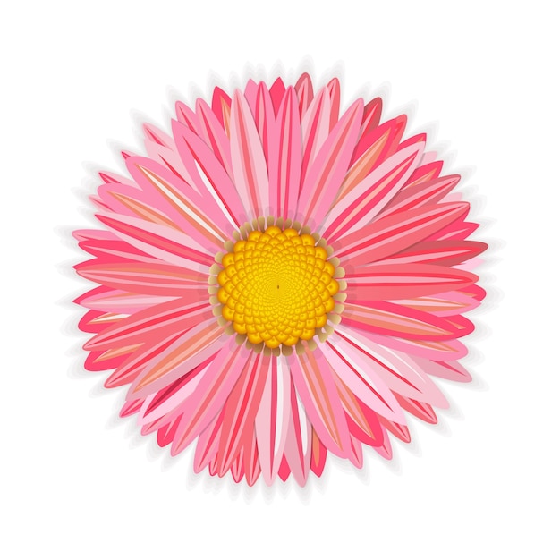 Vektor blume rosa gerbera mit goldenem kern und weichen schatten