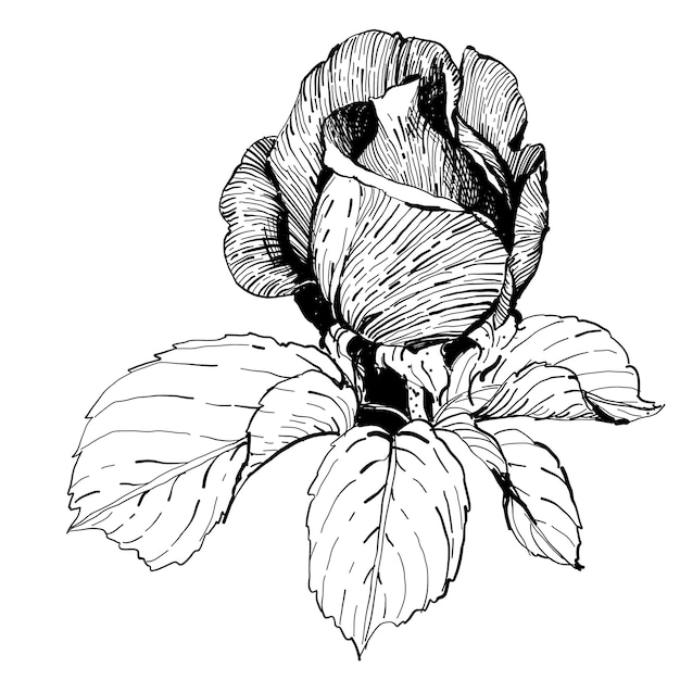 Blumen botanische Blume. Isolierte Illustration