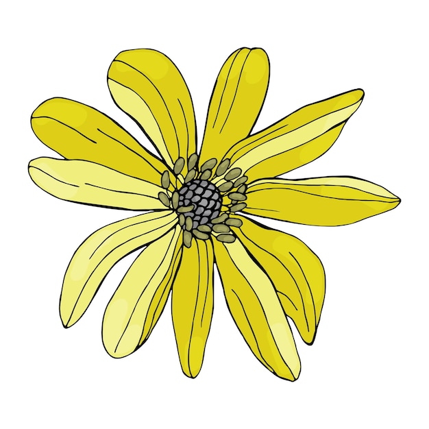 Blumen der anemone botanische elemente isoliert auf weißem hintergrund pflanzen werden von hand mit bleistift gezeichnet vintage-stil design für postkarten kleidung logo vorlage drucken