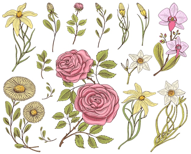 Vektor blumen-set rosen mit blättern und knospen kraut medizinische kamille narzisse und orchidee lilie hochzeit botanischer garten oder pflanze vektor-illustration graviert handgezeichnet in alten viktorianischen skizze