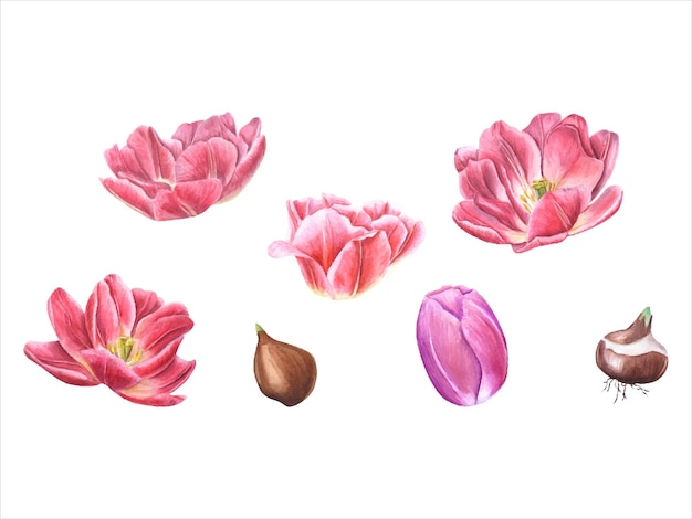 Vektor blumene frühlingsillustration von rosa tulpen mit zwiebeln aquarell blütenkopf zwiebel