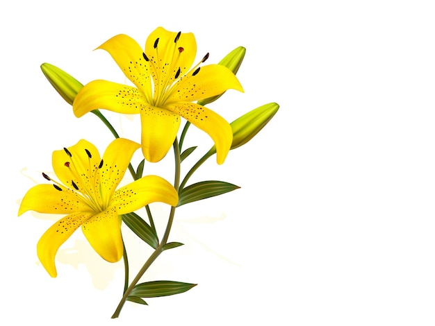 Vektor blumenhintergrund mit gelben schönen lilien.