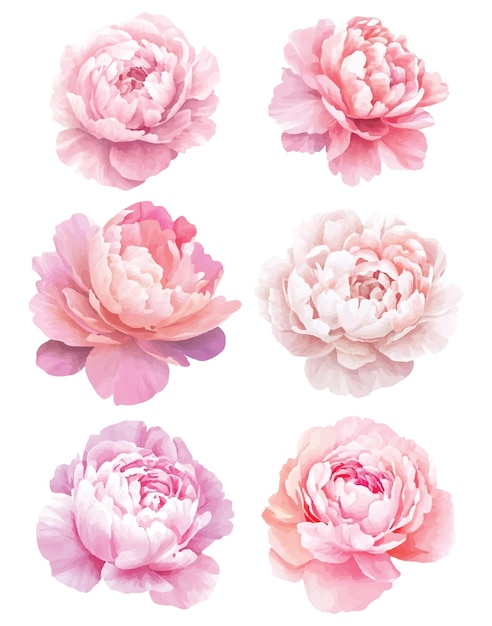 Blumenillustrationen mit zarten pastellfarbenen Blumen mit komplizierten Blütenblattdetails Perfekt für Designprojekte Einladungen und Dekorationen diese eleganten Blüten fügen einen Touch der Natur Schönheit