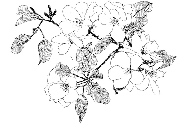 Vektor blumenillustrationhand gezeichnete malerei