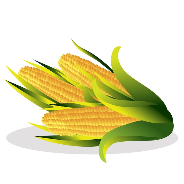 Blumenkohl-Vektorillustration.