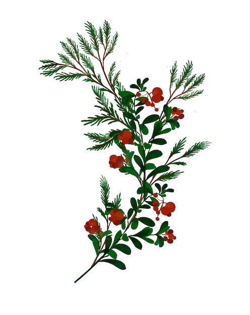 Blumenpflanzen Illustration rote Beeren Strauß Tannenzweige