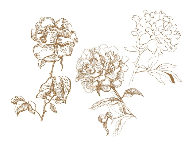 Blumensammlung. handgezeichnete illustrationen