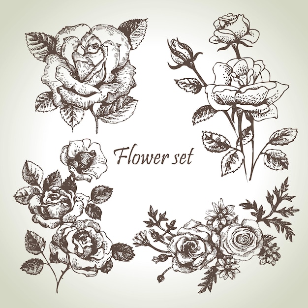 Blumensatz. Handgezeichnete Illustrationen von Rosen