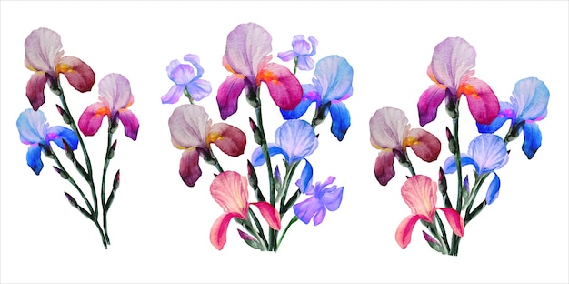 Blumensträuße aus Schwertlilien, eine Reihe blühender Blumen, Aquarellillustration