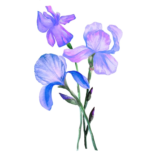 Blumenstrauß aus blauen Schwertlilien in einer Bündelaquarellillustration