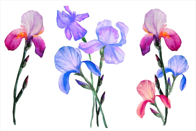 Blumenstrauß aus blauen und violetten Schwertlilien in einer Aquarellillustration