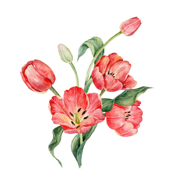 Blumenstrauß aus roten Aquarelltulpen Aquarellillustration Frühlingsblumen