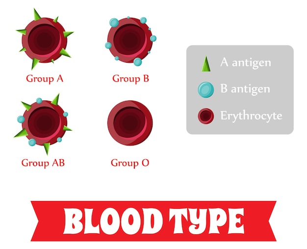 Vektor blutgruppe, blutgruppe