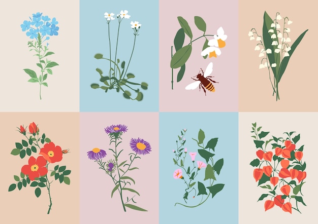 Vektor böhmische sammlung von wildblumen und botanischen illustrationen