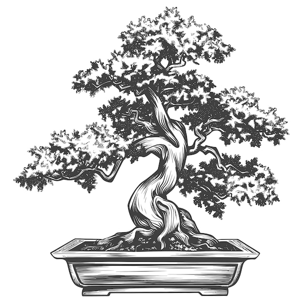 Vektor bonsai-baumbilder mit alter gravur-stil körper nur schwarze farbe