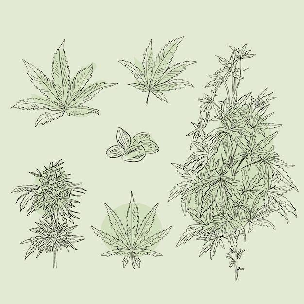 Botanische cannabisblätter