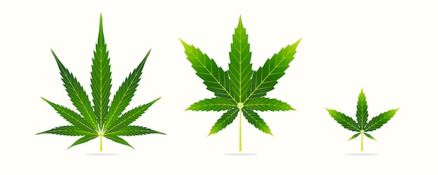 Vektor botanische cannabisblätter