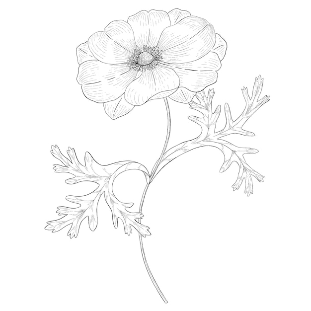 Vektor botanische illustration des anemonenumrissvektors