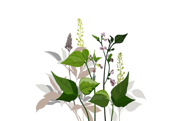 Botanische Illustration des Vektors. Lockige Bohnen mit violetten Blüten, grünen Zweigen, Blättern und Kräutern.