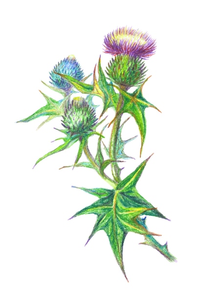 Vektor botanische illustration einer distel- oder klettenblume, von hand mit buntstiften gezeichnet