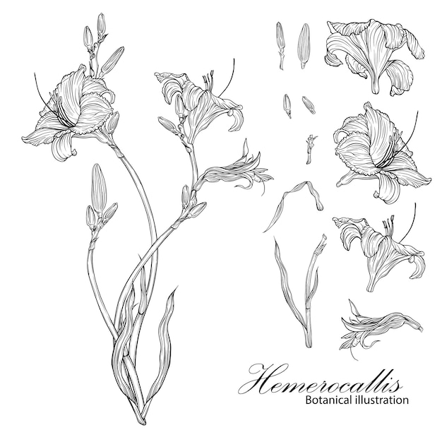 Vektor botanische illustration von hemerocallis grafische illustration