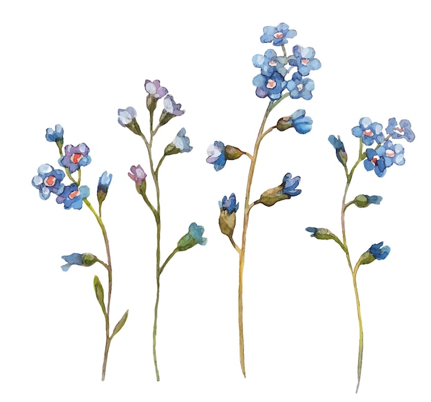 Botanische illustrationx9 des blauen Blumenaquarells