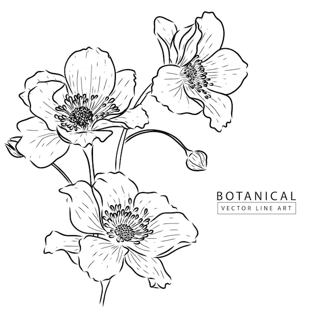 Botanische vektorgrafiken, handgezeichnete blumenillustration 04