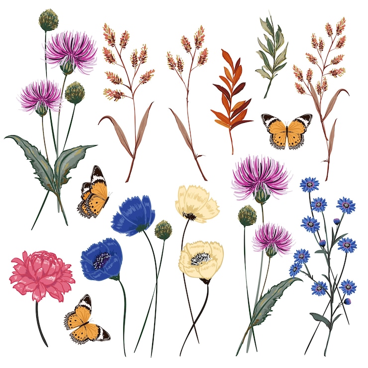 Botanische Wiesenblumenvektorillustration