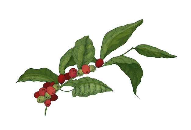 Botanische Zeichnung von Coffea oder Kaffeebaumzweig mit Blättern und reifen frischen Früchten oder Beeren