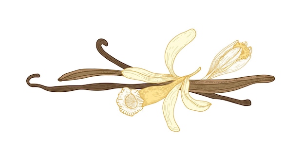 Botanische zeichnung von vanilleblüte oder blume und früchten oder hülsen isoliert