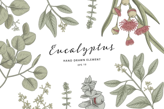 Botanischer rahmen der eukalyptuspflanze handgezeichnete illustration