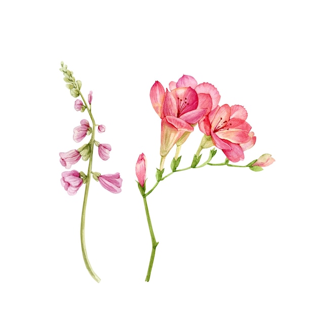 Botanischer satz zweige der rosafarbenen blumenaquarellillustration