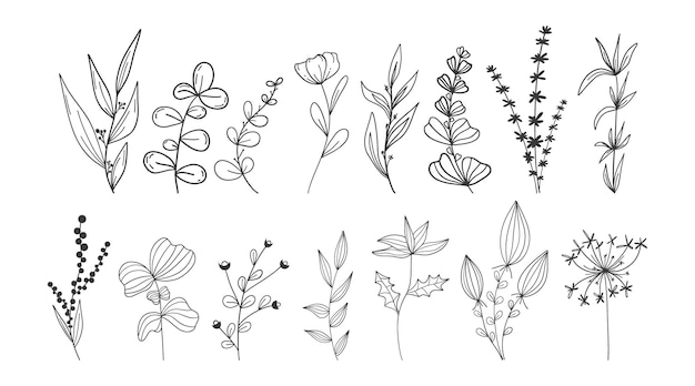 Botanisches set linearer doodle-stil isolierter hintergrund minimalistische pflanzenzweige