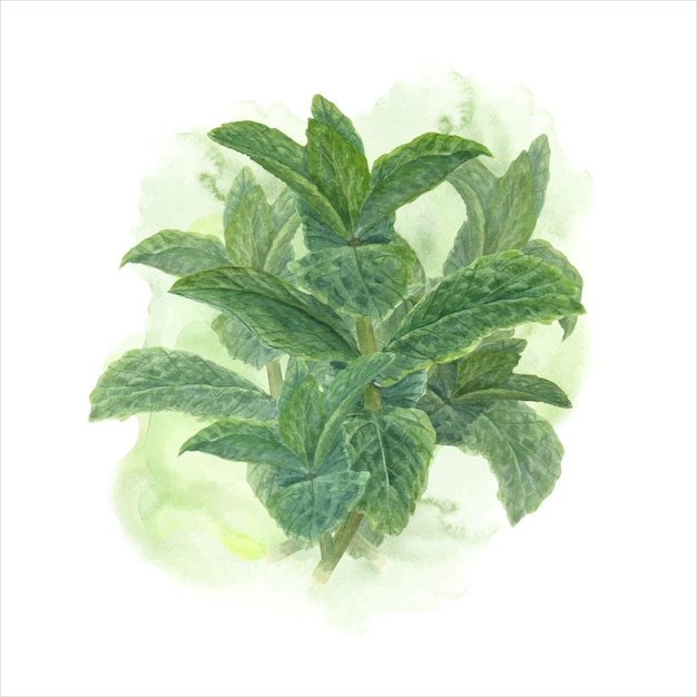 Vektor bouquet aus zweigen der grünen medizinischen minze auf einem aquarellhintergrund aquarellillustration