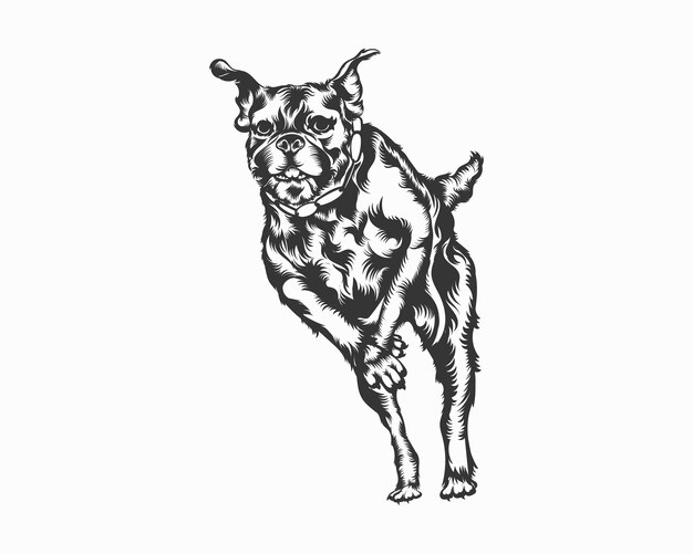 Boxer-Hundevektorillustration, Boxer-Hundevektor auf weißem Hintergrund