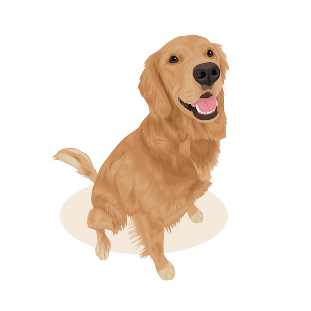 Braun-Golden-Retriever-Bild auf weißem Hintergrund