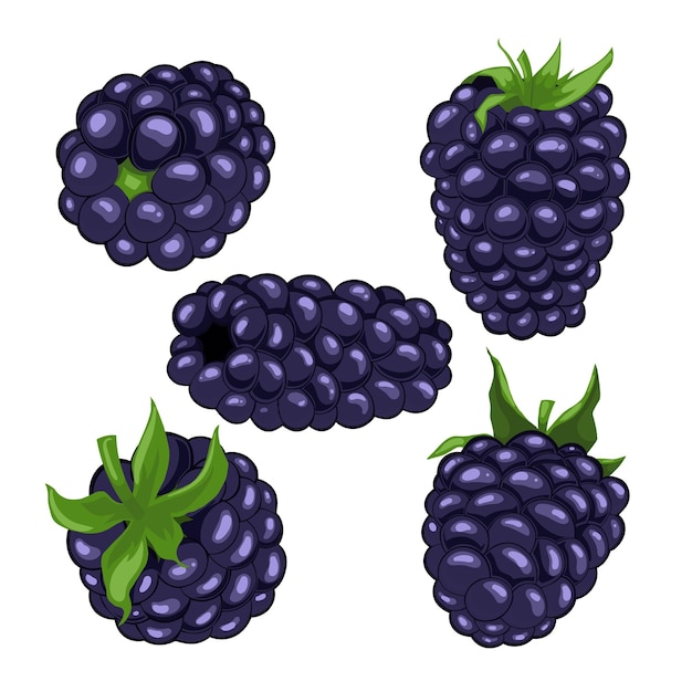 Brombeer-Beeren-Fruchtsatz Cartoon-Vektor-Illustration