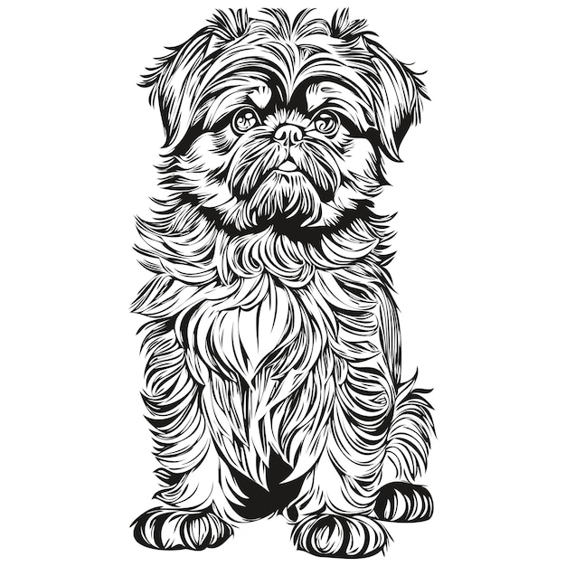 Vektor brüsseler griffon-hund kontur bleistift zeichnung kunstwerk schwarzer charakter auf weißem hintergrund realistisches rassenhaustier