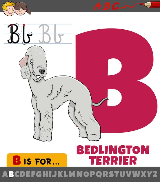 Buchstabe b aus dem alphabet mit cartoon bedlington terrier hund