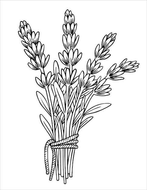 Bündel Lavendelblumen-Vektorillustration im Skizzenstil
