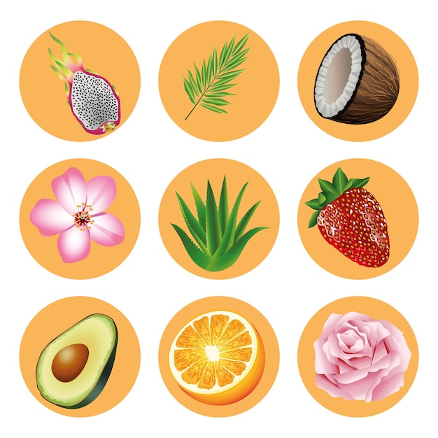 Vektor bündel von neun tropischen früchten und pflanzen stellte ikonenillustration ein