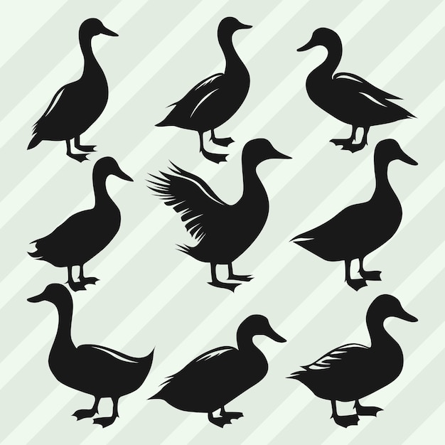 Bündel von Vektorsilhouetten von Enten Set aus verschiedenen Posen Enten-Sammlung