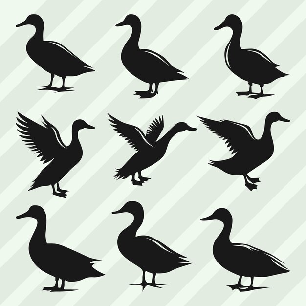 Bündel von Vektorsilhouetten von Enten Set aus verschiedenen Posen Enten-Sammlung